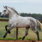 Ícarus Interagro/Photo: TUPA