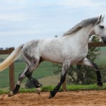 Ícarus Interagro/Photo: TUPA