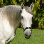 Ícarus Interagro/Interagro Lusitanos