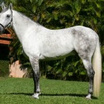 Ícarus Interagro/Interagro Lusitanos