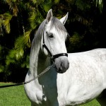 Ícarus Interagro/Interagro Lusitanos