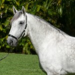 Ícarus Interagro/Interagro Lusitanos