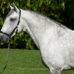 Ícarus Interagro/Interagro Lusitanos