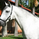 Ícarus Interagro/Interagro Lusitanos