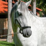 Ícarus Interagro/Interagro Lusitanos