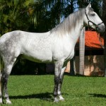 Ícarus Interagro/Interagro Lusitanos