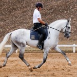 Ícarus Interagro/Interagro Lusitanos