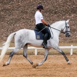 Ícarus Interagro/Interagro Lusitanos