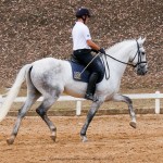 Ícarus Interagro/Interagro Lusitanos