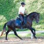 Jerezano Interagro/Interagro Lusitanos