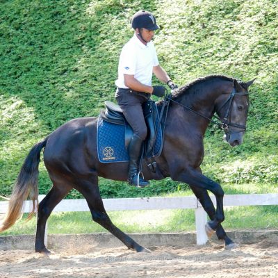 Jerezano Interagro/Interagro Lusitanos