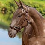 Navegador Interagro - Lusitano foal for sale at 17th Interagro Yearlings Auction on September 2nd, 2017/TUPA