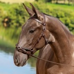 Navegador Interagro - Lusitano foal for sale at 17th Interagro Yearlings Auction on September 2nd, 2017/TUPA