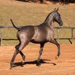 Navegador Interagro - Lusitano foal for sale at 17th Interagro Yearlings Auction on September 2nd, 2017/TUPA