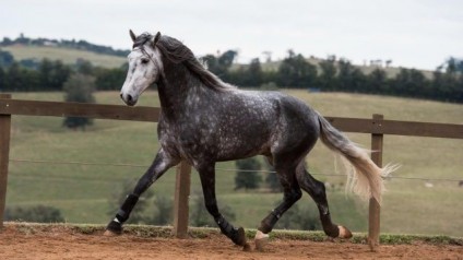 Hobbit Interagro - Photo TUPA (BRA)