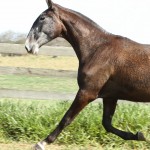 Hosana Interagro/Interagro Lusitanos