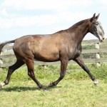 Hosana Interagro/Interagro Lusitanos