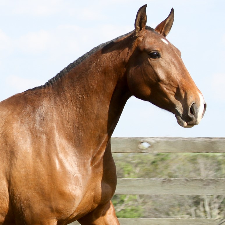 Hagar Interagro/Interagro Lusitanos