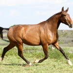 Hagar Interagro/Interagro Lusitanos
