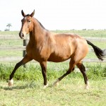Hagar Interagro/Interagro Lusitanos