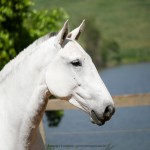 Harpia Interagro/Interagro Lusitanos
