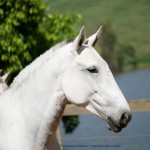 Harpia Interagro/Interagro Lusitanos