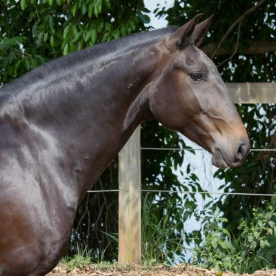Hébrides Interagro/Interagro Lusitanos