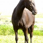 Hecatombe Interagro/Interagro Lusitanos