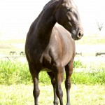 Hecatombe Interagro/Interagro Lusitanos