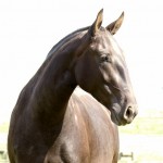 Hecatombe Interagro/Interagro Lusitanos