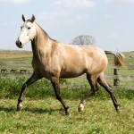 Helena Interagro/Interagro Lusitanos
