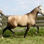 Helena Interagro/Interagro Lusitanos