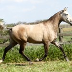 Helena Interagro/Interagro Lusitanos