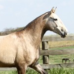 Helena Interagro/Interagro Lusitanos
