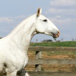 Hera Interagro/Interagro Lusitanos