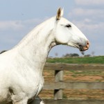 Hera Interagro/Interagro Lusitanos