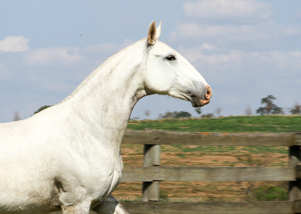 Hera Interagro/Interagro Lusitanos