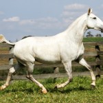 Hera Interagro/Interagro Lusitanos