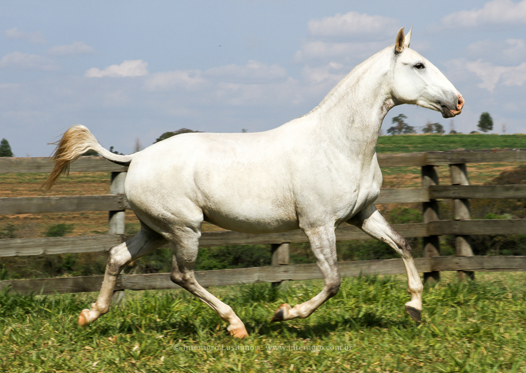 Hera Interagro/Interagro Lusitanos