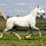 Hera Interagro/Interagro Lusitanos
