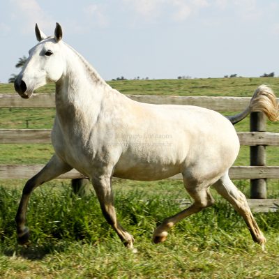 Hermínia Interagro/Interagro Lusitanos