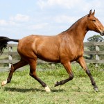 Hispânia Interagro/Interagro Lusitanos