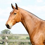 Hispânia Interagro/Interagro Lusitanos