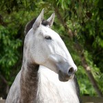 Hosana Interagro/Interagro Lusitanos