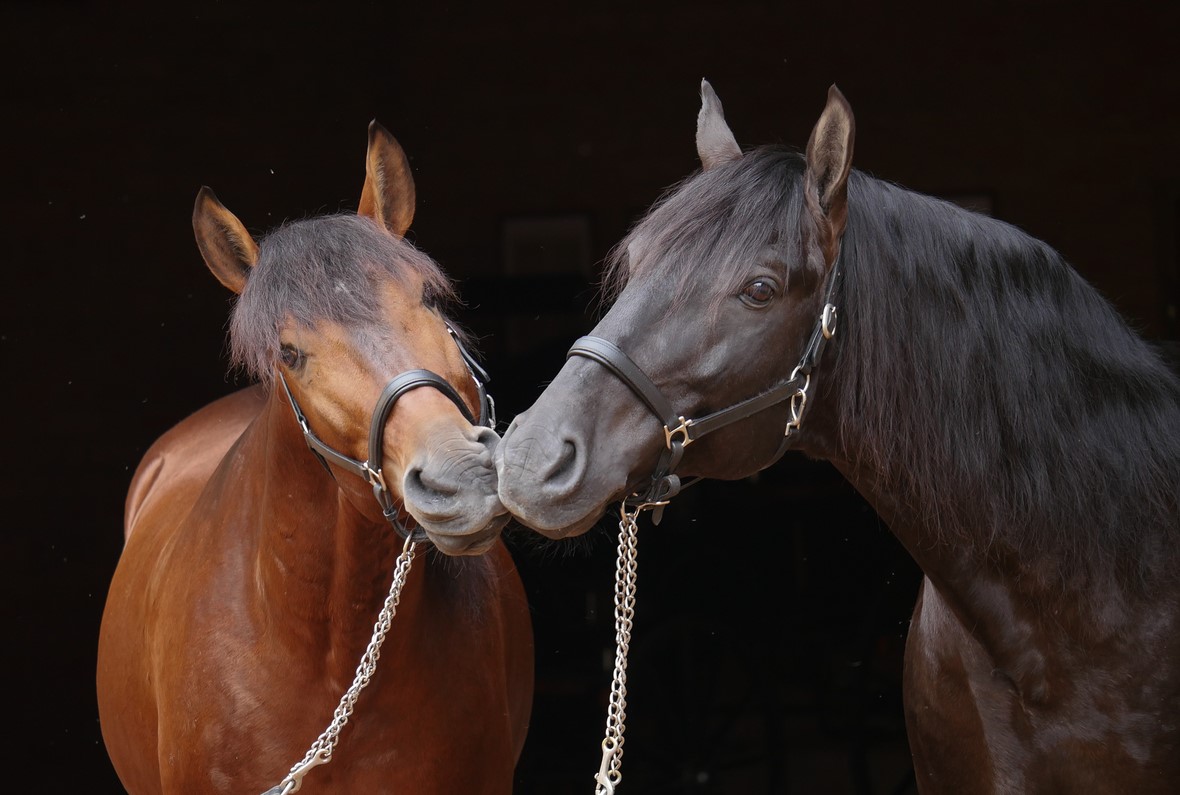 Empreiteiro Interagro (left) and Zingaro Interagro (Photo by Interagro Lusitanos)