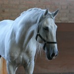 Debitor Interagro/Interagro Lusitanos