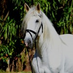 Debitor Interagro/Martina Brandes