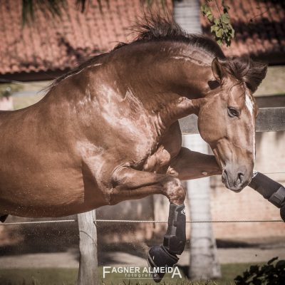 Jellicoe Interagro, chestnut Purebred Lusitano Photo Fagner Almeida