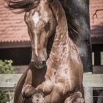 Jellicoe Interagro, chestnut Purebred Lusitano Photo Fagner Almeida