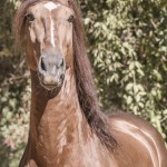 Jellicoe Interagro, chestnut Purebred Lusitano Photo Fagner Almeida